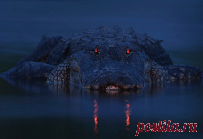 Подборка фотографий (108 фото) | Прикол.ру — приколы, картинки, фотки и розыгрыши!