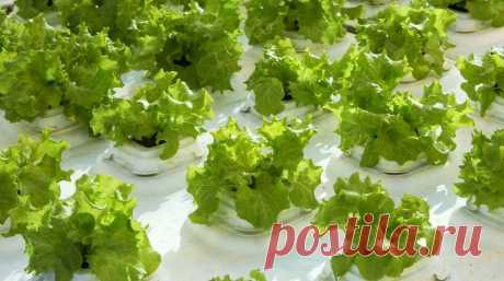 Как ухаживать за рассадой по Курдюмову и по китайской системе: что сделать для хорошего урожая :: Огород