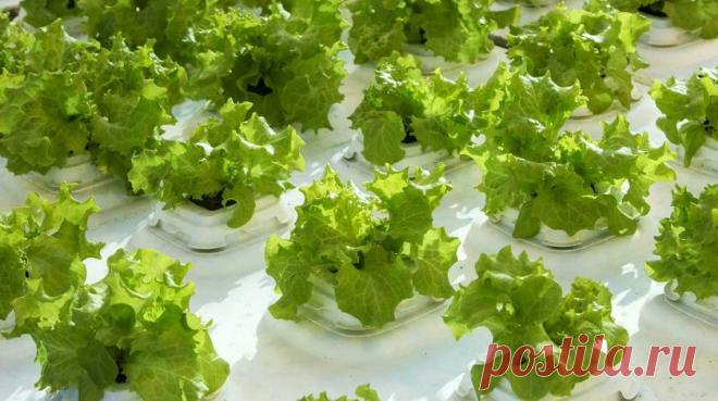 Как ухаживать за рассадой по Курдюмову и по китайской системе: что сделать для хорошего урожая :: Огород