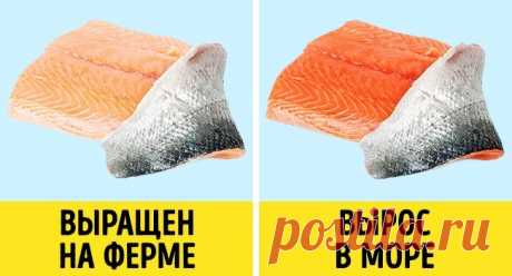 Выращенный на ферме лосось белого цвета.

Дикий лосось приобретает естественный розовый окрас из-за большого количества креветок в его рационе. В промышленных условиях лосось питается совершенно другой едой и поэтому оказывается белым или слегка розовым. Чтобы обеспечить ему яркий цвет, производители используют различные пигменты для окрашивания.