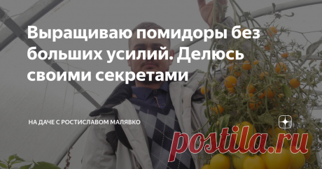 Выращиваю помидоры без больших усилий. Делюсь своими секретами Приветствую вас, дорогие друзья и гости моего канала. Сегодня хочу рассказать вам, как я без особых усилий выращиваю томаты у себя в теплице.
Конечно за растениями нужно обязательно ухаживать, но я не молюсь над ними и не сдуваю с каждого пылинки.
Все начинается с рассады. Грунт я покупаю готовый, хороший, специально для томатов или универсальный. Грунт должен быть на основе верхового торфа,