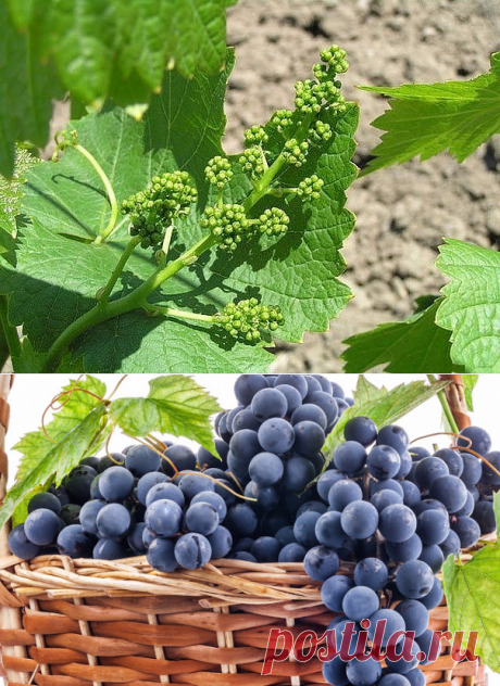 Одноклассники