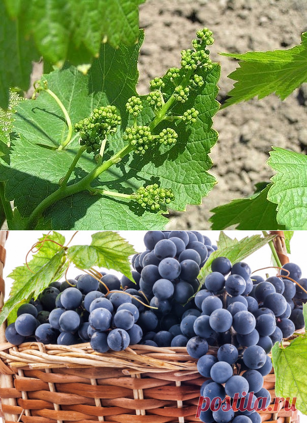 Одноклассники