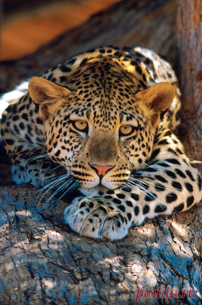Leopard...... - Pixdaus