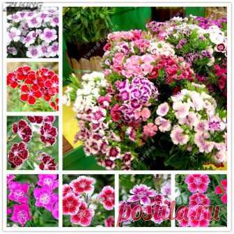 300pcs Chinese Pink Dianthus Chinensis Perennial Flower Bonsai Seeds Dianthus originating in China, is a perennial herbïŒit is a traditional Chinese flowers. After the introduction and artificial cultivation, it is now widely distributed in the world.

Flower language: mother's love, pure love.

Ornamental value...