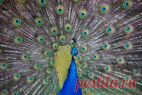Природа
