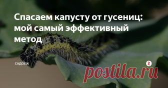 Спасаем капусту от гусениц: мой самый эффективный метод Я пробовала соду, уксус, луковую шелуху. Но это рецепт оказался самым действенным.