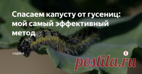 Спасаем капусту от гусениц: мой самый эффективный метод Я пробовала соду, уксус, луковую шелуху. Но это рецепт оказался самым действенным.