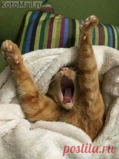 Человек! Где завтрак?