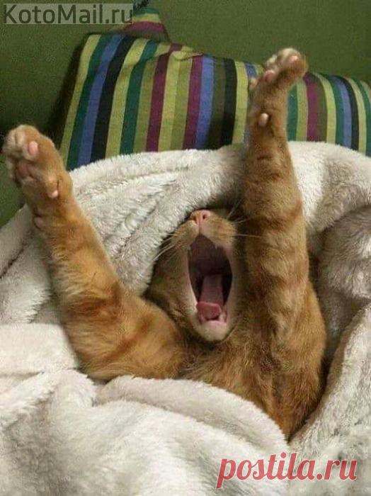 Человек! Где завтрак?