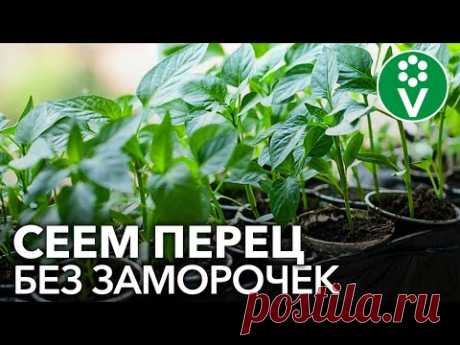 СЕЕМ ПЕРЕЦ НА РАССАДУ В 2021 ГОДУ: сроки посева, подготовка семян, распространенные ошибки