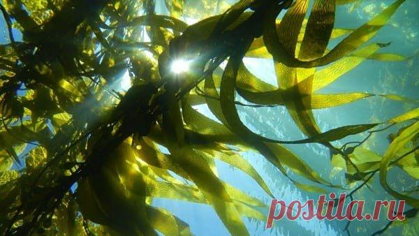 Омолаживающие маски с ламинарией(бурыми водорослями) за 37 рублей. 5 простых рецептов. | БЮДЖЕТНАЯ КОСМЕТИЧКА | Яндекс Дзен