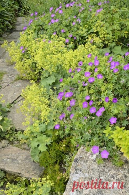 В таком цветнике обязательны злаки и похожие на них растения: ячмень, мискантус, ковыль, просо прутьевидное, молиния и тому подобное. Они создают эффект “воздуха”, служат фоном для цветущих растений и скрывают то, что уже отцвело.
Вертикали создаются за счет растений с соцветиями-”свечками” и метелками: это наперстянка, вероникаструм, коровяк, астильба, шалфей, роджерсия, таволга, лабазник, дербенник.
