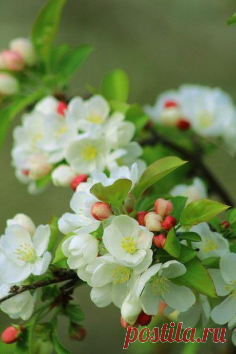 ПРИРОДА | Фотографии МилаЯ ***** | 77 фото