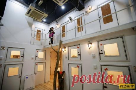 В Малайзии открылся отель 5 звёзд для котов (7 фото) | Чёрт побери Отель CATZONIA — первый в мире 5-звездочный отель для котов, который открылся возле города Куала-Лумпур в Малайзии. В отеле 35 номеров, площадью 35 35 футов (10,7 м.). Владельцы кошек могут забронировать номера для своих питомцев на срок от трех часов до одного года. Самый дорогой номер стоит $37.50 за ночь. В отеле трехразовое питание, игровая площадка с кондиционером, котикам делают массаж и маникюр. В но...