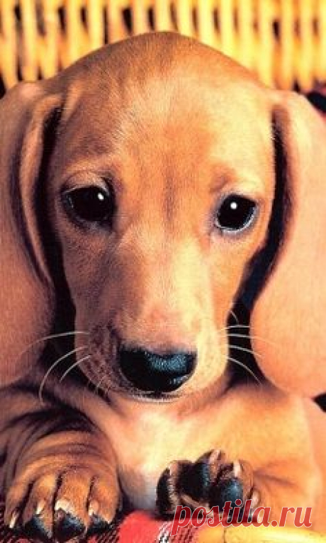 (54) Pinterest • Всемирный каталог идей