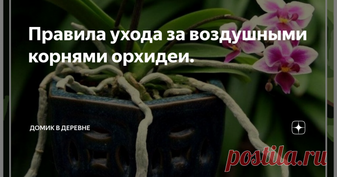 Правила ухода за воздушными корнями орхидеи. Сегодня я хочу рассказать, как я ухаживаю за воздушными корнями своей орхидеей и почему нужно соблюдать некоторые правила.
