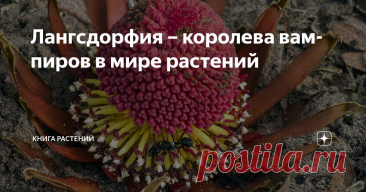 Лангсдорфия – королева вампиров в мире растений Статья автора «Книга растений» в Дзене ✍: Вампиры среди людей – вымысел, но среди растений такие создания действительно существуют.