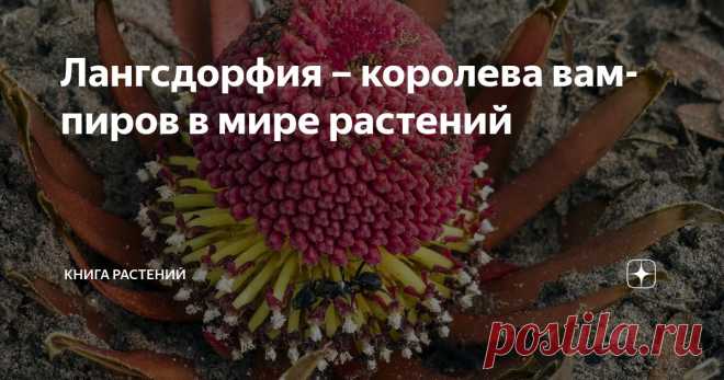 Лангсдорфия – королева вампиров в мире растений Статья автора «Книга растений» в Дзене ✍: Вампиры среди людей – вымысел, но среди растений такие создания действительно существуют.