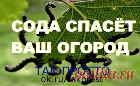 9 СПОСОБОВ ИСПОЛЬЗОВАНИЯ ПИЩЕВОЙ СОДЫ В САДУ  и  в  ОГОРОДЕ
1. Сода от мучнистой росы.
Почти каждому дачнику знакома такая напасть, как мучнистая роса. Справиться с ней вполне под силу пищевой соде. Вот два проверенных рецепта:
Разведите в 1 литре воды 1 ст. л. соды, добавьте 1 ст.л. растительного масла и 1 ст. жидкости для мытья посуды. Смесь залейте в распылитель, хорошенько взболтайте. Опрыскивайте ей растения раз в неделю в облачную, но сухую погоду.
В 5 литрах воды разведите 2 ст. л. соды