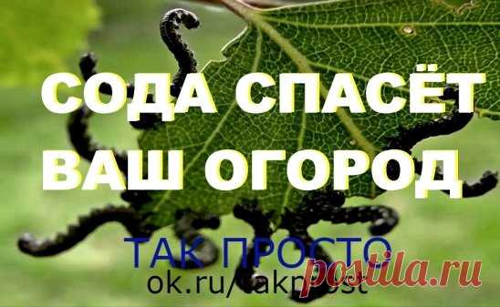 9 СПОСОБОВ ИСПОЛЬЗОВАНИЯ ПИЩЕВОЙ СОДЫ В САДУ  и  в  ОГОРОДЕ
1. Сода от мучнистой росы.
Почти каждому дачнику знакома такая напасть, как мучнистая роса. Справиться с ней вполне под силу пищевой соде. Вот два проверенных рецепта:
Разведите в 1 литре воды 1 ст. л. соды, добавьте 1 ст.л. растительного масла и 1 ст. жидкости для мытья посуды. Смесь залейте в распылитель, хорошенько взболтайте. Опрыскивайте ей растения раз в неделю в облачную, но сухую погоду.
В 5 литрах воды разведите 2 ст. л. соды