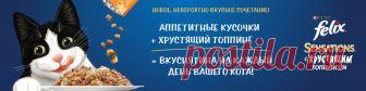 Почему в России больше любят кошек. Объясняем на гифках - Mail Питомцы