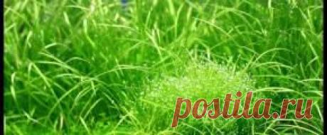 Растения аквариумные