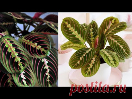 DIY Cara Membuat Tanaman Maranta dari Plastik Kresek | How to make Maranta Plant from Plastic Bag