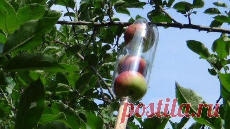 Приспособления для сбора яблок с дерева | Выживи сам