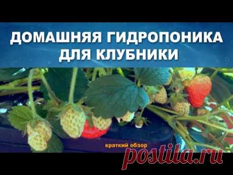 ДОМАШНЯЯ ГИДРОПОНИКА ВЫРАЩИВАНИЕ КЛУБНИКИ - ОБЗО�