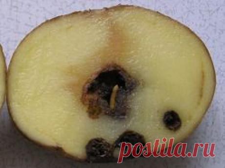 Как победить проволочника - проволочник, как бороться с проволочником