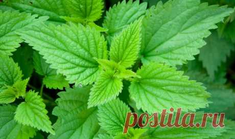 Крапивы полезные свойства — применение крапивы и рецепты из крапивы
