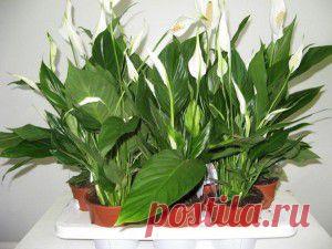 Народные средства лечения коксартроза | Народная медицина