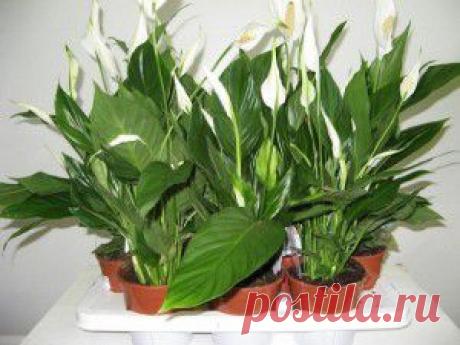 Народные средства лечения коксартроза | Народная медицина