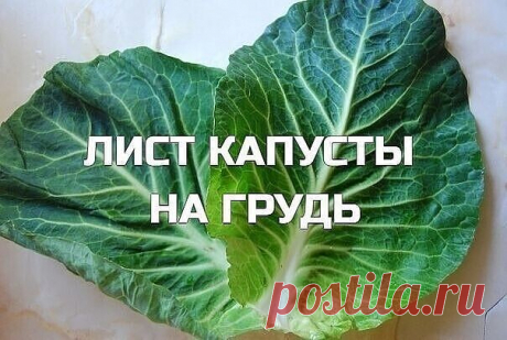 ЛИСТ КАПУСТЫ НА ГРУДЬ

Если кого-то из членов моей семьи начинает донимать кашель, никогда не покупаю в аптеке лекарства, а лечу так.
Беру капустный лист, опускаю его на 1-2 минуты в кипящую воду, затем намазываю медом и накладываю на грудь (при сильном кашле - два капустных листа, один на грудь, второй - на спину). Облегающая футболка хорошо держит лист всю ночь. А наутро от него почти ничего не остается. Вместе с медом он впитывается в кожу, оказывает целебное действие. ...
