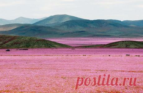Чилийская пустыня покрылась розовыми цветами.