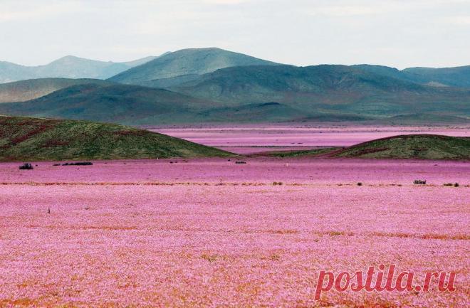 Чилийская пустыня покрылась розовыми цветами.