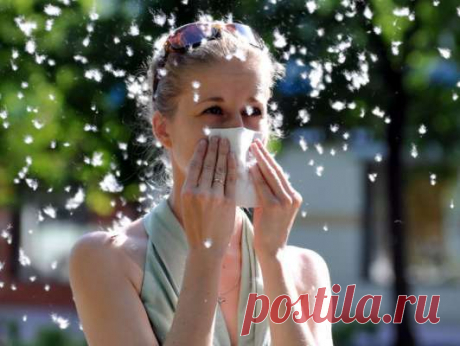 Безопасное цветение: как защитить себя и дом от тополиного пуха — Домашние