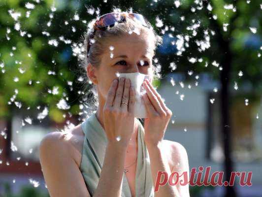 Безопасное цветение: как защитить себя и дом от тополиного пуха — Домашние