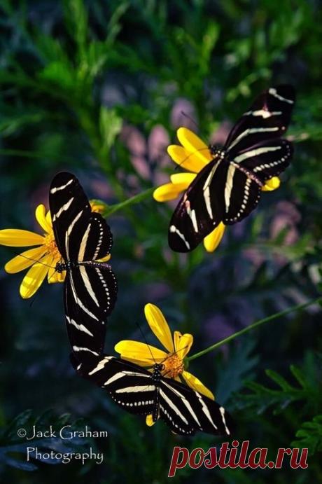 Zebra Butterflies