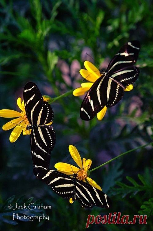 Zebra Butterflies
