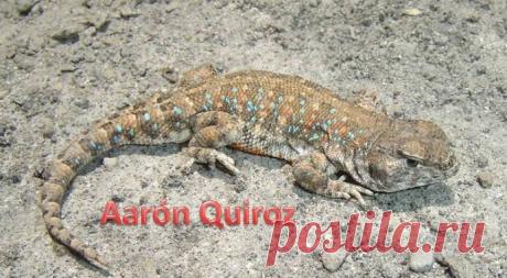 Лиолемус Liolaemus insolitus, Перу.
https://www.iucnredlist.org/details/48442648/0