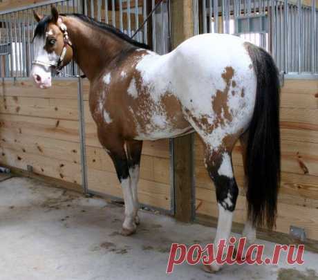 Appaloosa stallion Color Me Codee Blue  -  Источник:  
fhotd64476.yuku.com  |  Pinterest • Всемирный каталог идей
