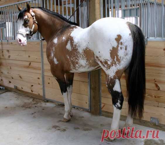 Appaloosa stallion Color Me Codee Blue  -  Источник:  
fhotd64476.yuku.com  |  Pinterest • Всемирный каталог идей
