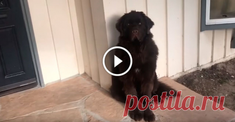 Хозяйка вернулась немного позже, чем обещала своему псу. И вот, как он её встретил… Этого чудесного ньюфаундленда зовут Самсон и он очень любит свою хозяйку, впрочем, как и она его. Женщине необходимо было ненадолго уехать по важным делам. Она пообещала питомцу, что вернётся очень скоро. Но так случилось, что она немного задержалась. Вернувшись домой, хозяйка застала на крыльце Сам
