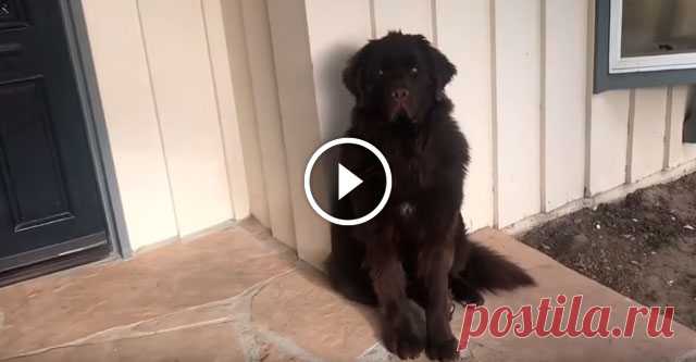 Хозяйка вернулась немного позже, чем обещала своему псу. И вот, как он её встретил… Этого чудесного ньюфаундленда зовут Самсон и он очень любит свою хозяйку, впрочем, как и она его. Женщине необходимо было ненадолго уехать по важным делам. Она пообещала питомцу, что вернётся очень скоро. Но так случилось, что она немного задержалась. Вернувшись домой, хозяйка застала на крыльце Сам