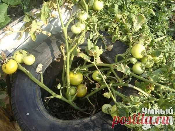 Выращивание культур в контейнера