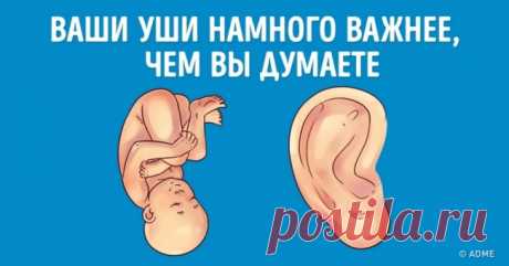 Узнайте, что ваши уши говорят о вас . Милая Я