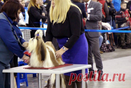 08.11.2014, Moscow, Russia 
Specialty Shih Tzu show 
judge Agafonova
Hashanah Hot N Spicy - excellent-3!
(Intermedia class)
Thanks a lot for the fine description!
Owner Svetlana Mikhaylova