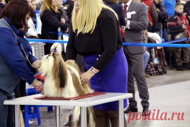08.11.2014, Moscow, Russia 
Specialty Shih Tzu show 
judge Agafonova
Hashanah Hot N Spicy - excellent-3!
(Intermedia class)
Thanks a lot for the fine description!
Owner Svetlana Mikhaylova